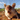 Mine-sniffer-rat_1378314i